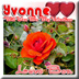 My Love To Yvonne