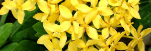 Yellow Flowers