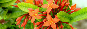 Orange Flowers