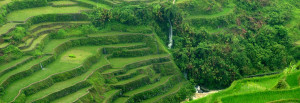 The Rice Terraces of the Philippines 